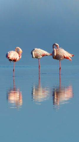 Pink flamingos in the Northern Lagoon