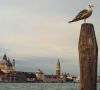 view of St. Mark's from the Giudecca Canal