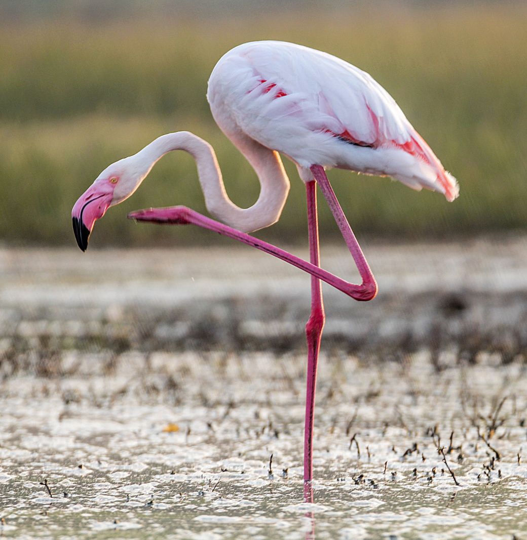 pink flamingo