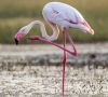 pink flamingo