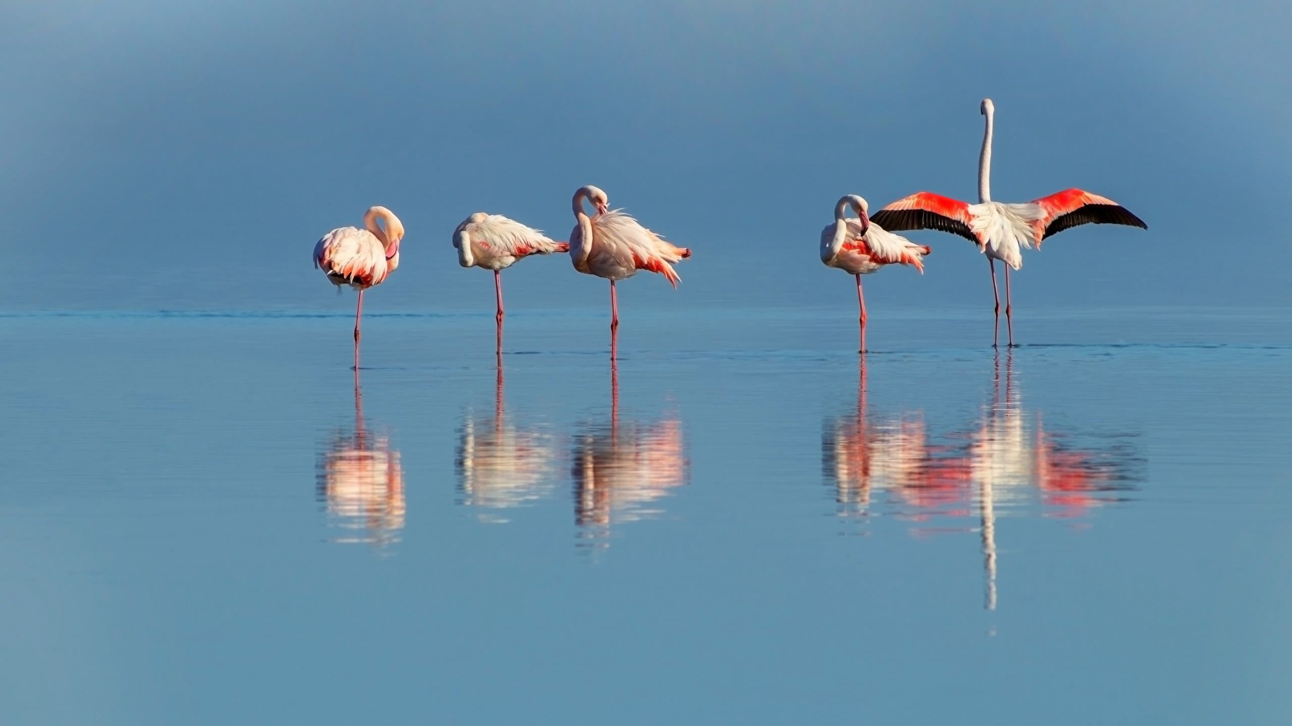 Pink flamingos at the Northern Lagoon