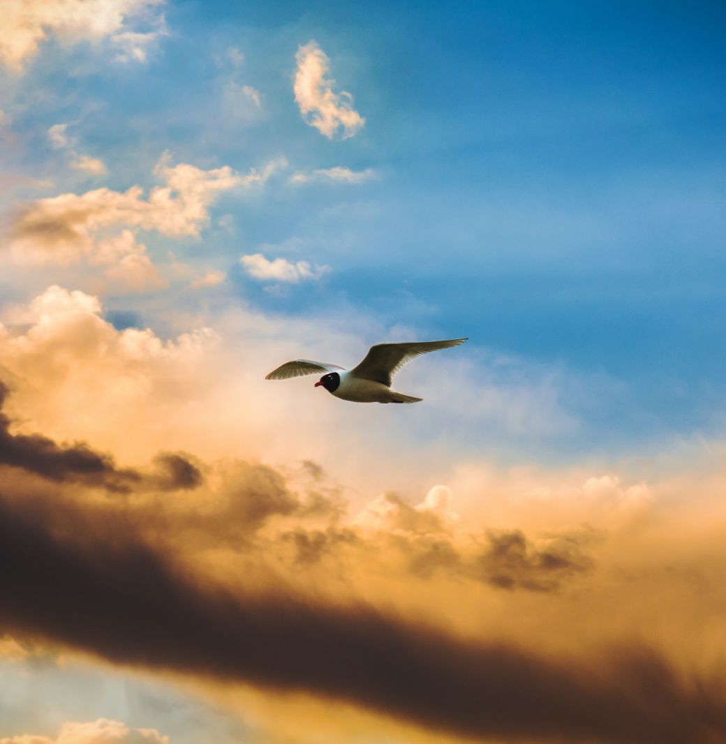 Bird of the lagoon in flight