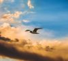 Bird of the lagoon in flight